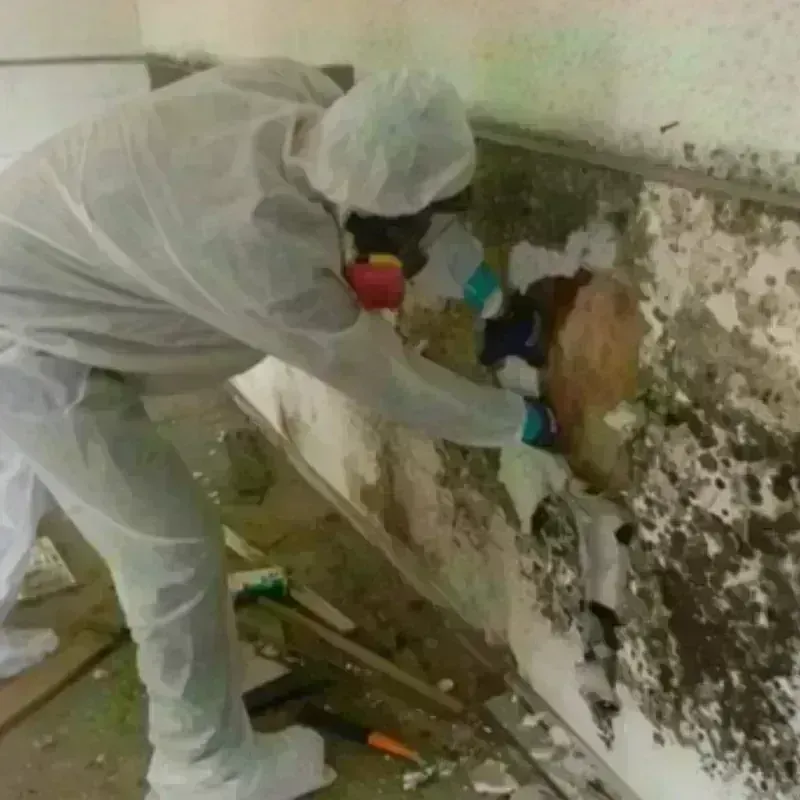 Mold Remediation and Removal in Asbury, IA